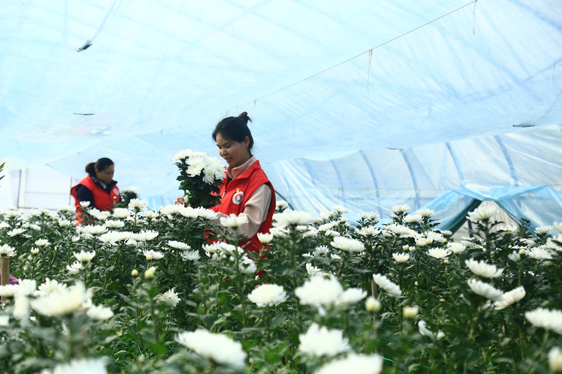 貴州省黔西市甘棠鎮花卉種植基地，志愿者正忙著采摘鮮花。