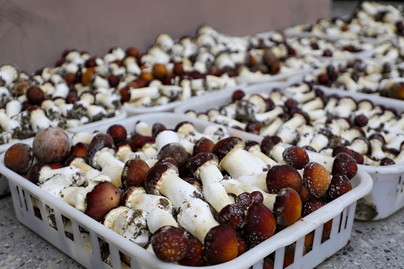 剛采摘的赤松茸 (2)