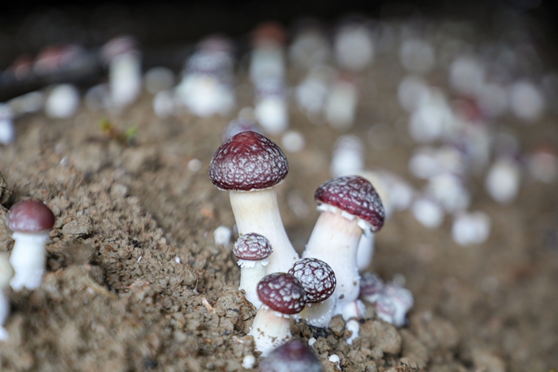 長勢良好的赤松茸