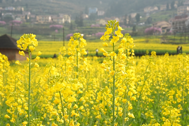 連片的油菜花在暖陽下競相綻放。.jpg