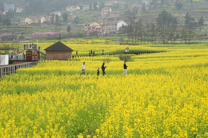 壇廠神采八卦園油菜花田景色 。.jpg