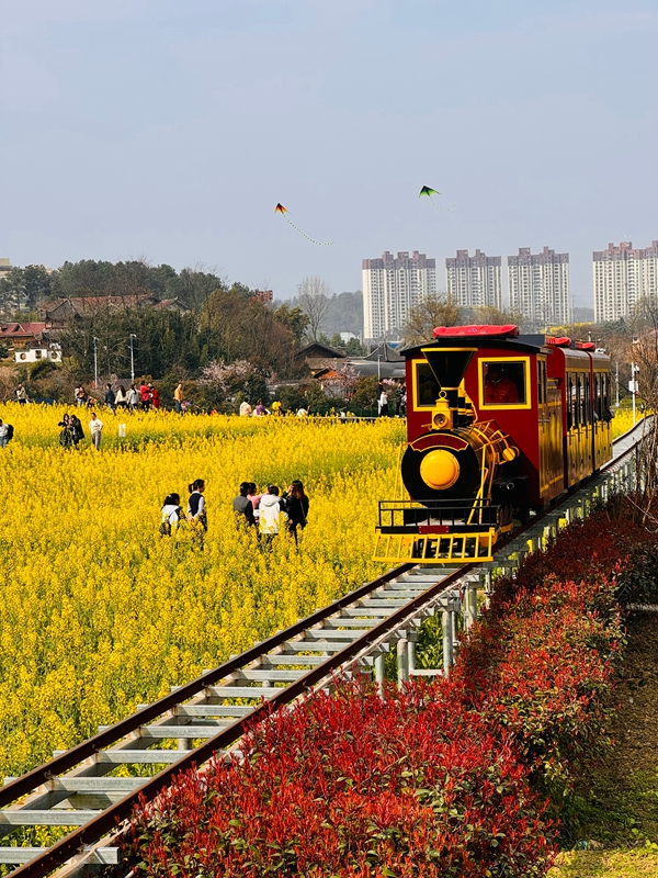 壇廠神采八卦園油菜花田景色 。.jpg