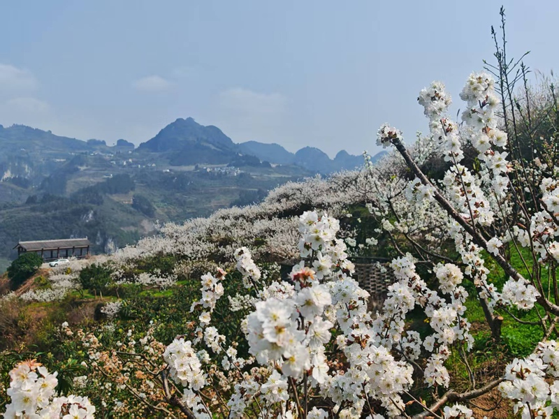 圖為:清江村漫山遍野的櫻花