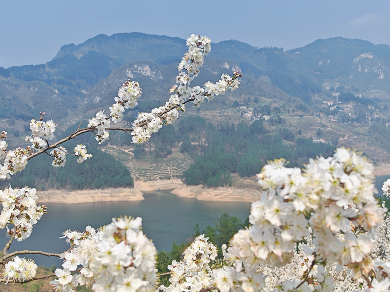 圖為:清江村櫻花特寫