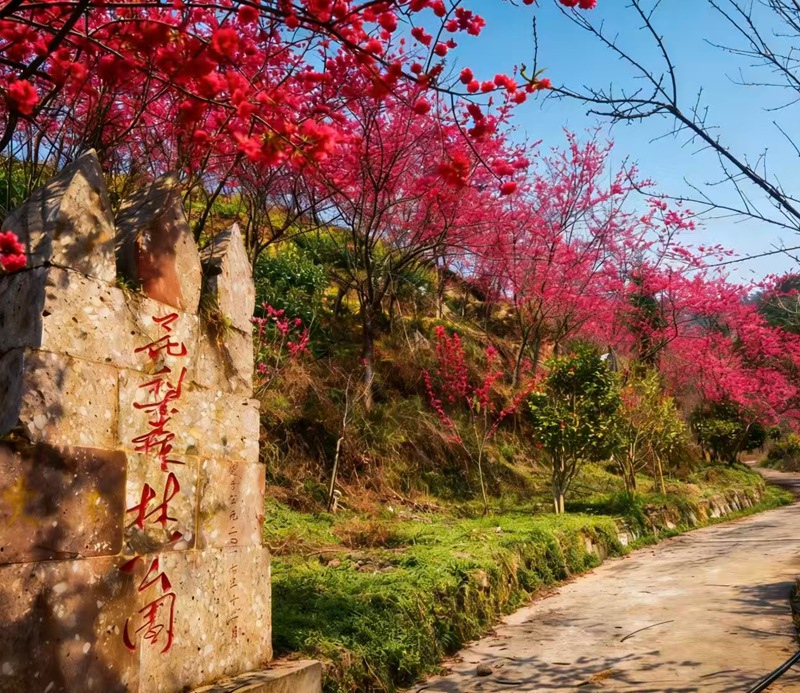 圖為:花梨村臘春梅