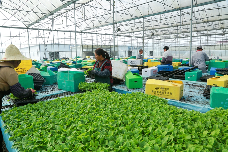 卓豪農(nóng)業(yè)廠房內(nèi)。