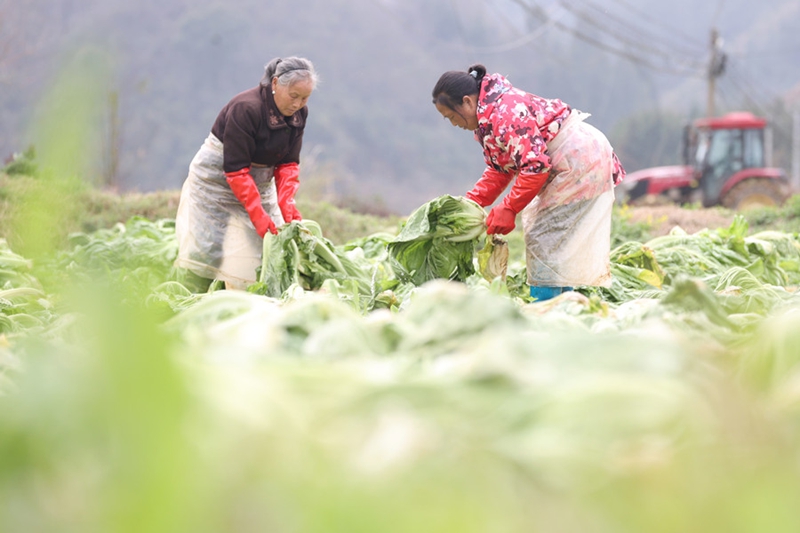2、村民在給采收的青菜去除枯葉。（唐鵬 攝）