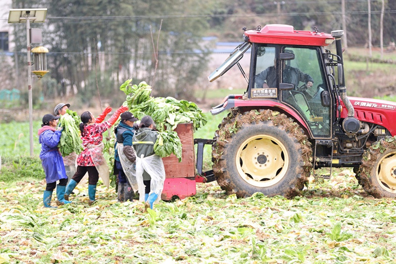 6、村民在裝運寬幫青菜。（唐鵬 攝）
