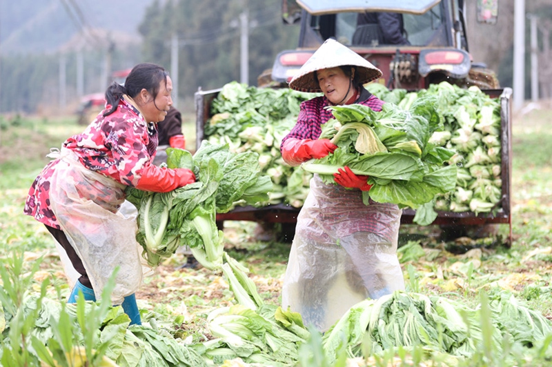 7、村民在搬運寬幫青菜。（唐鵬 攝）
