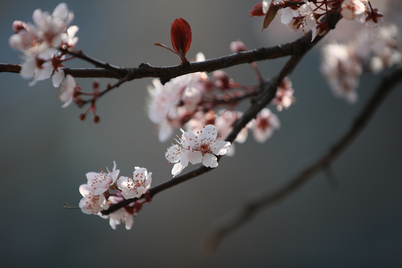 盛開的櫻花。