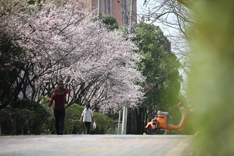 盛開的櫻花。