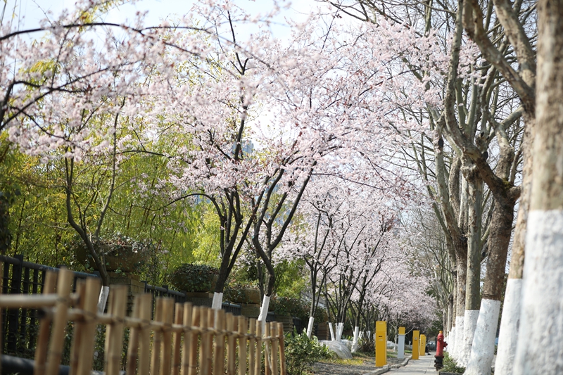 盛開的櫻花。