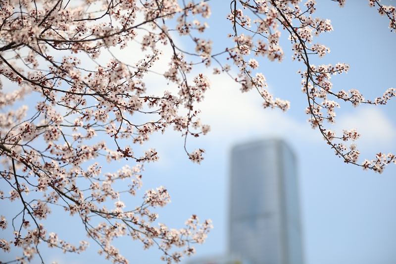 盛開的櫻花。