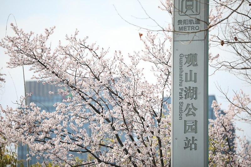 盛開的櫻花。