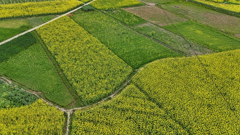 格凸河鎮(zhèn)油菜花海。