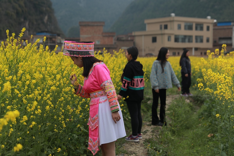 游客漫步格凸河鎮油菜花海。