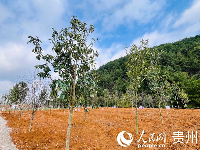 一處山坡整齊栽滿新樹種。人民網記者 陳潔泉攝