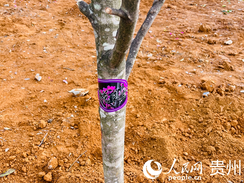 栽下的樹種。人民網記者 陳潔泉攝