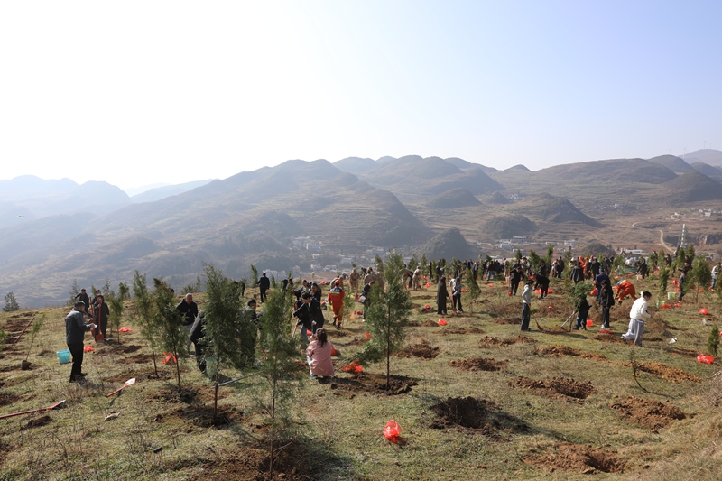 赫章縣與省市同步開展義務(wù)植樹  胡彥 攝