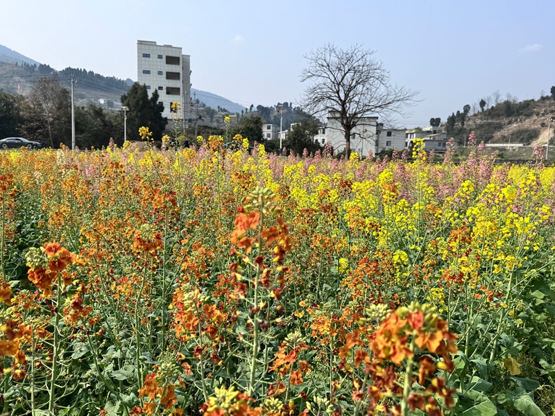 1、多彩的油菜花十分漂亮。.jpg