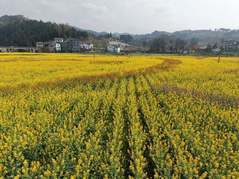 4、五馬鎮(zhèn)魚孔村的油菜花開，不同顏色的油菜花共同展示出來(lái)。.JPG
