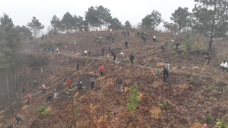 植樹現場 吳艷禹 攝 (3).jpg