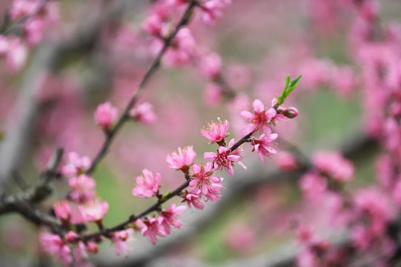 南明區(qū)永樂鄉(xiāng)萬畝桃花競相綻放。
