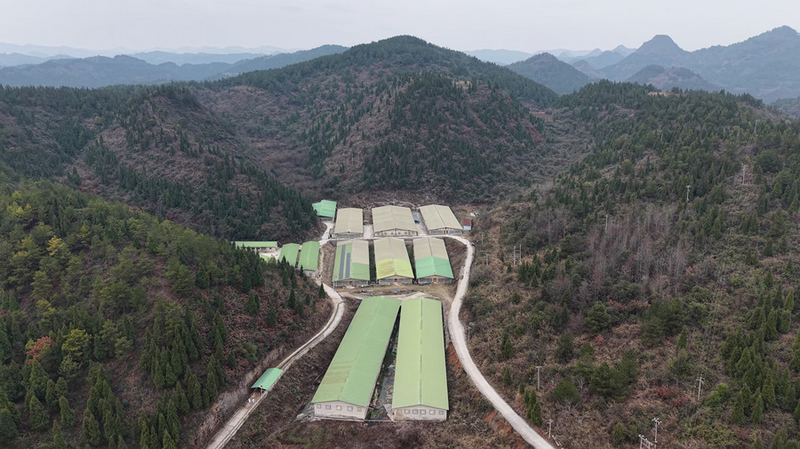 岑鞏縣大有鎮塔山村智能化生豬養殖基地。吳祥華攝