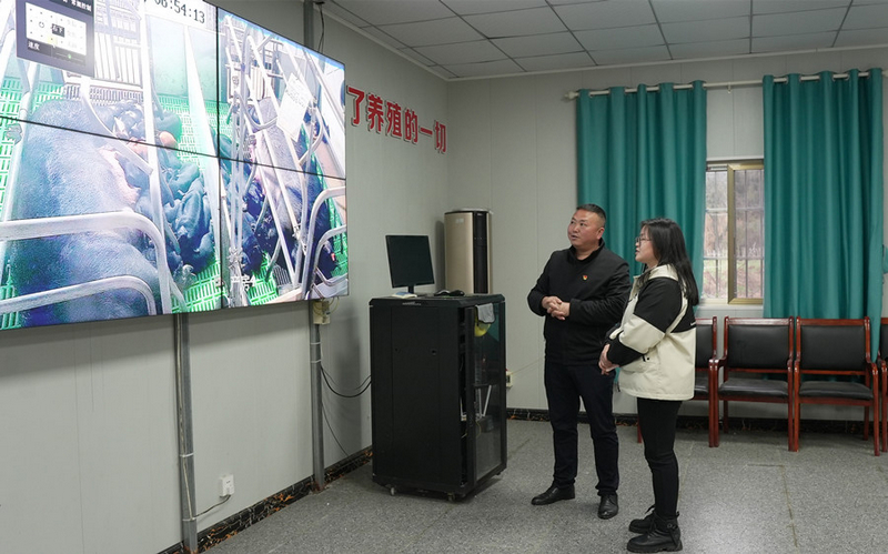 鄭培坤在智慧大屏上查看豬場動態。李昌焯攝