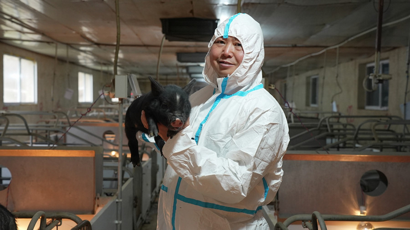 鄭培坤展示養殖的黑毛豬梅花星特征。李昌焯攝