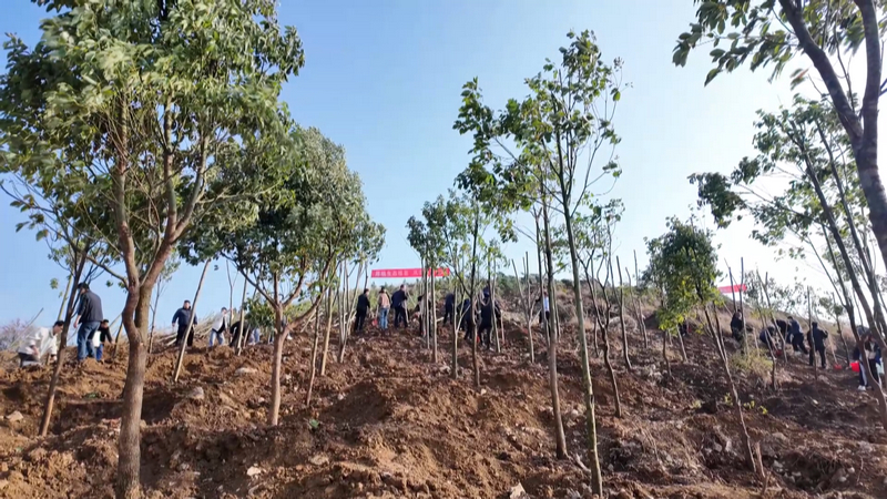 安順經開區開展義務植樹活動。