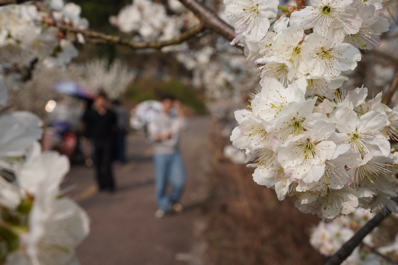 櫻桃花競(jìng)相綻放。
