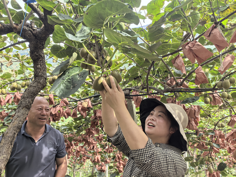 楊恩蘭查看獼猴桃長勢情況。