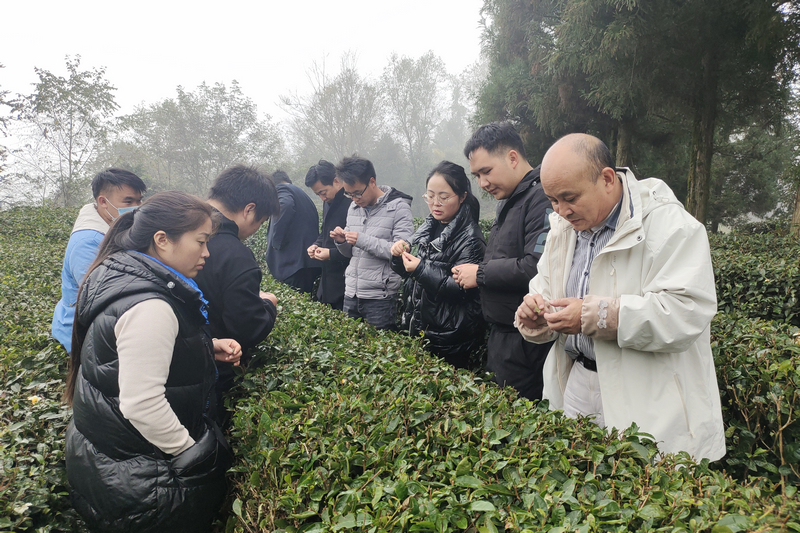 楊恩蘭排查茶樹越冬情況。