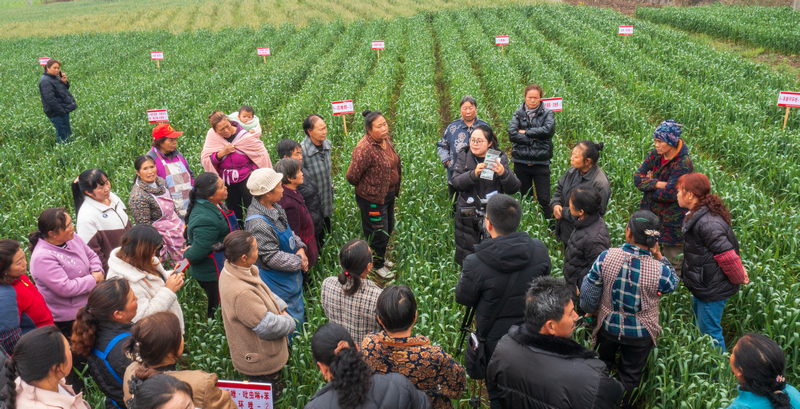 楊恩蘭為農戶講解小麥銹病發病情況。