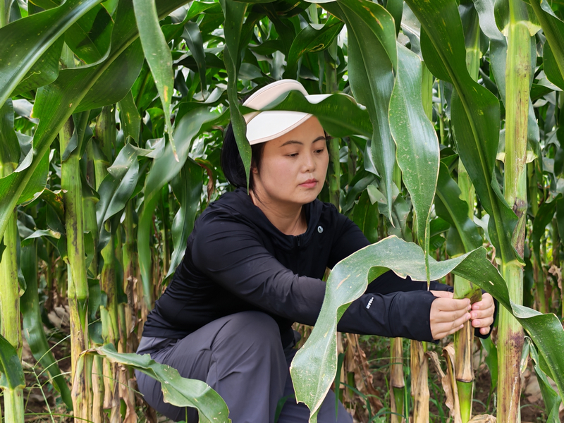 楊恩蘭正在進行玉米病蟲害監測。