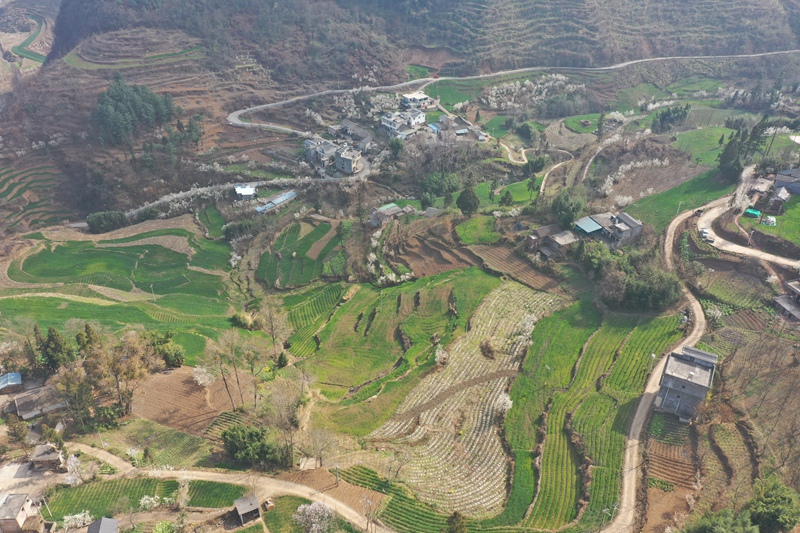 赫章縣六曲河鎮(zhèn)農(nóng)旅融合，春天麥浪花香繞農(nóng)家  魯紹林 攝1