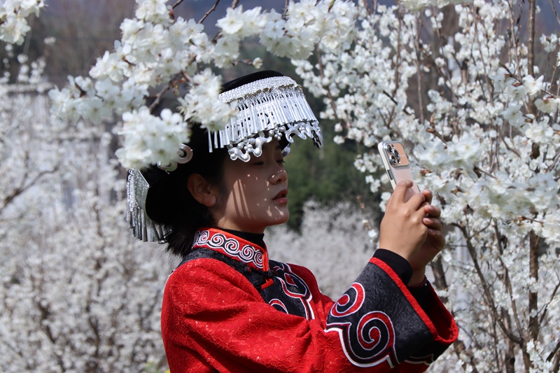 赫章縣六曲河鎮(zhèn)櫻桃花開 王龍虎 攝