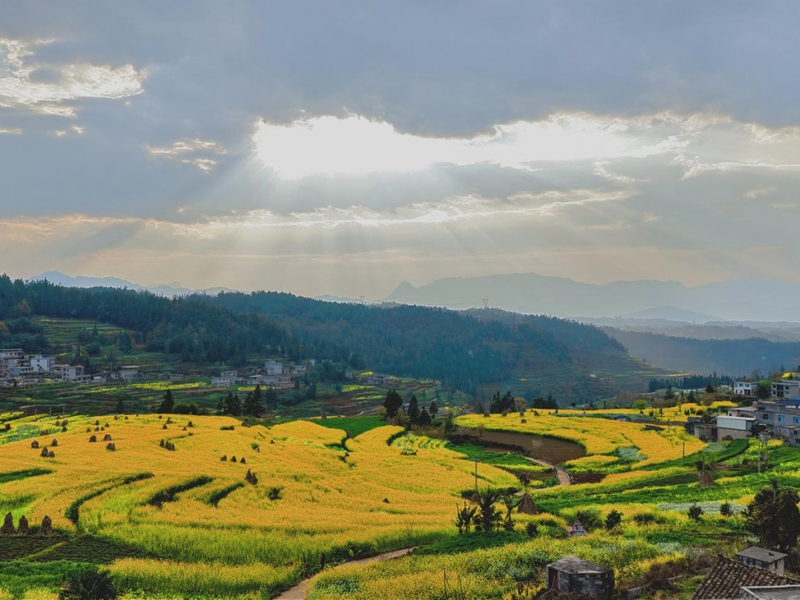 三月限定浪漫!水城這片梯田油菜花,美到不想走。