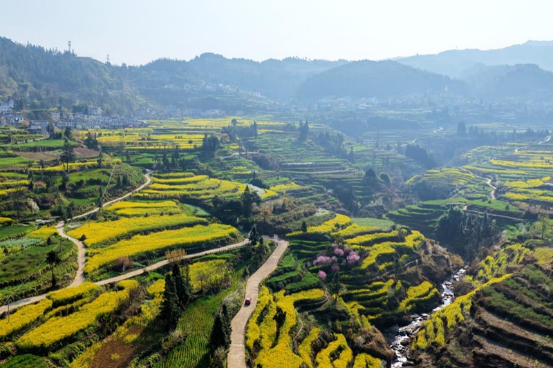 三月限定浪漫!水城這片梯田油菜花,美到不想走。