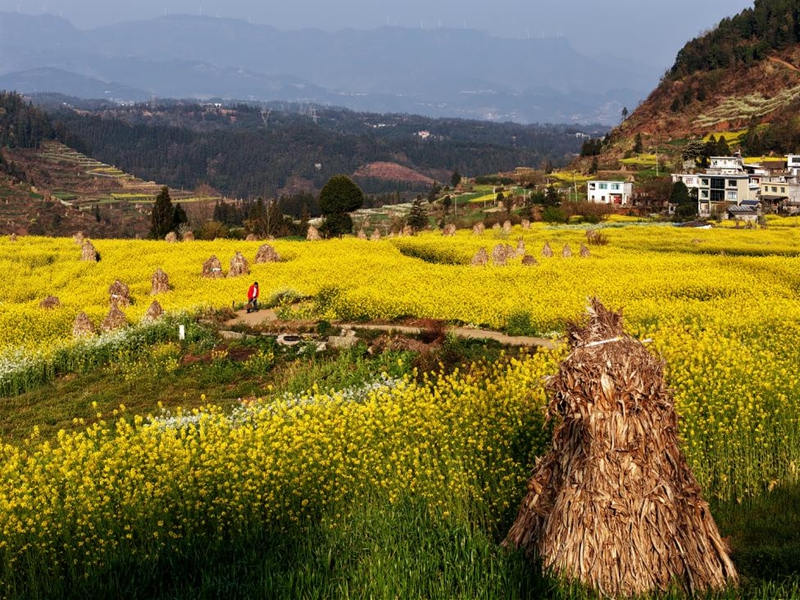 三月限定浪漫!水城這片梯田油菜花,美到不想走。