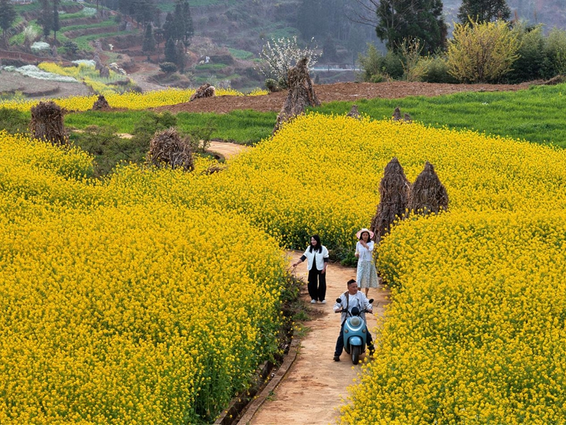 三月限定浪漫！水城這片梯田油菜花，美到不想走。