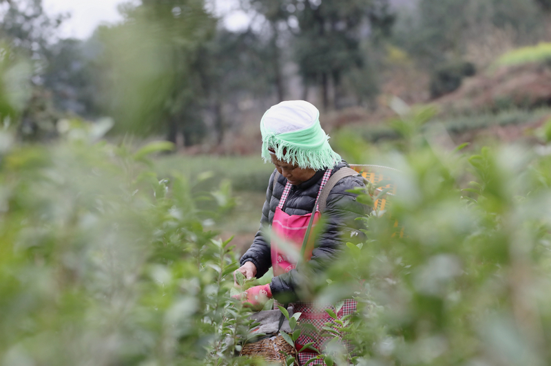 施秉縣楊柳塘鎮地壩村群眾在采茶。邰勝智攝