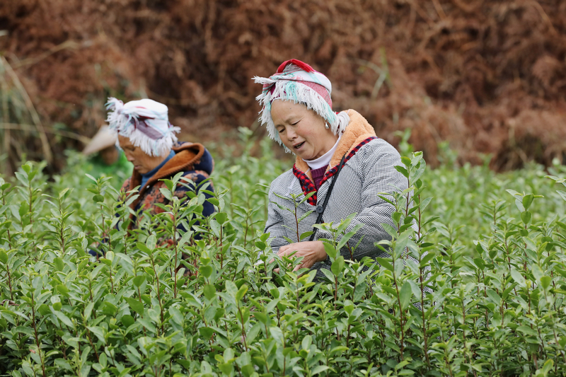 施秉縣楊柳塘鎮地壩村群眾在采茶。邰勝智攝