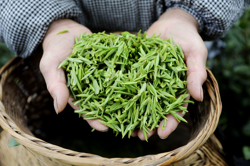 施秉縣楊柳塘鎮群眾采摘好的毛尖茶。邰勝智攝