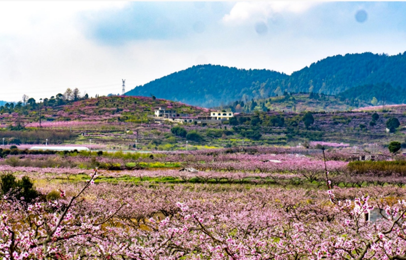 圖3南明永樂萬畝桃園啟幕三月“村”游盛宴