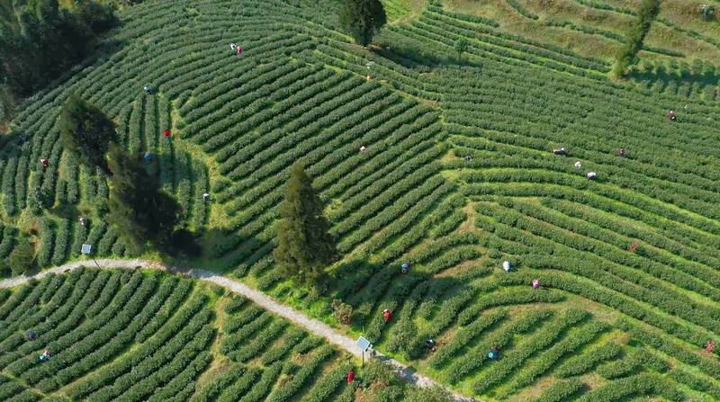 民主鎮茶廠航拍。
