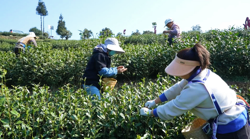 “明前茶”采摘現(xiàn)場(chǎng)。