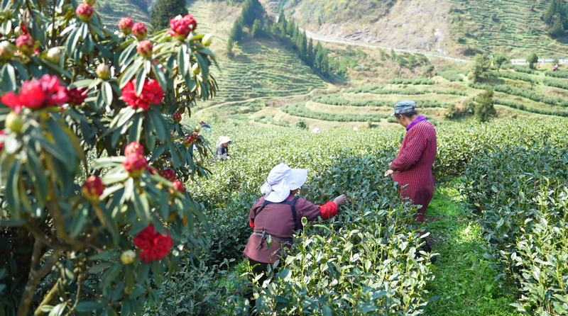 “明前茶”采摘現(xiàn)場(chǎng)。