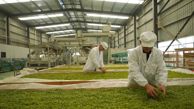 “明前茶”加工現(xiàn)場(chǎng)。